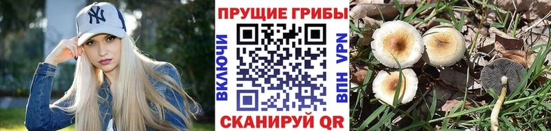 Псилоцибиновые грибы Psilocybe  Кондрово 